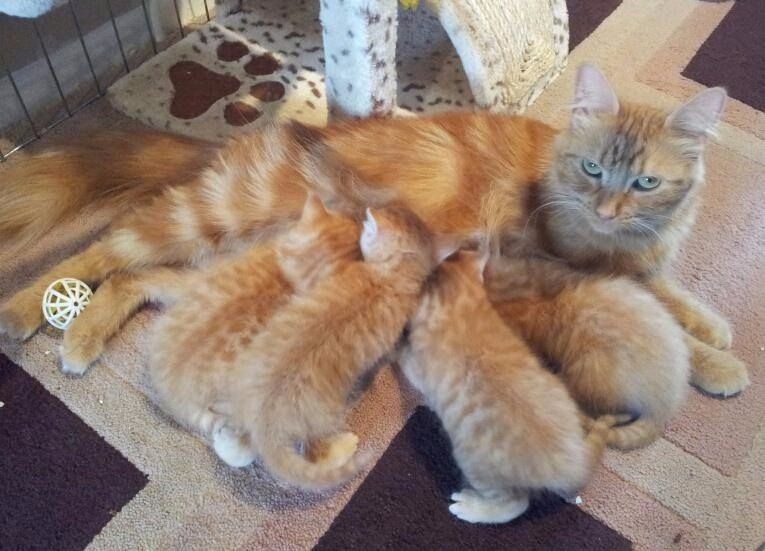 10 week old Ginger Kittens Free to a good home! Leeds in Leeds City