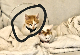 One male one female kittens 