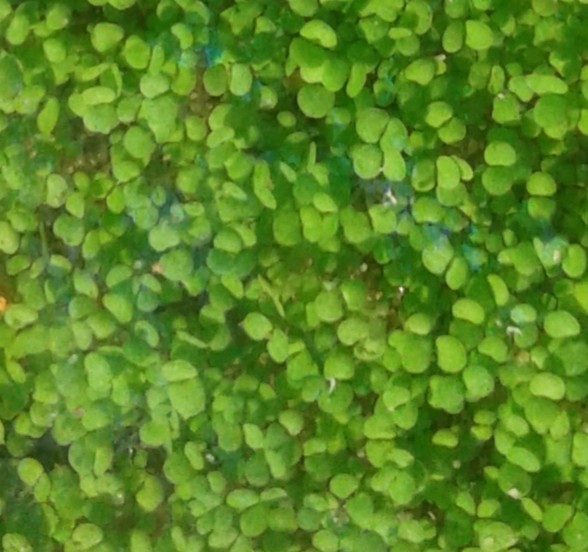 Live Plant Seeds Aquarium Fish Tank Aquatic Water Grass Decor Foreground Plant