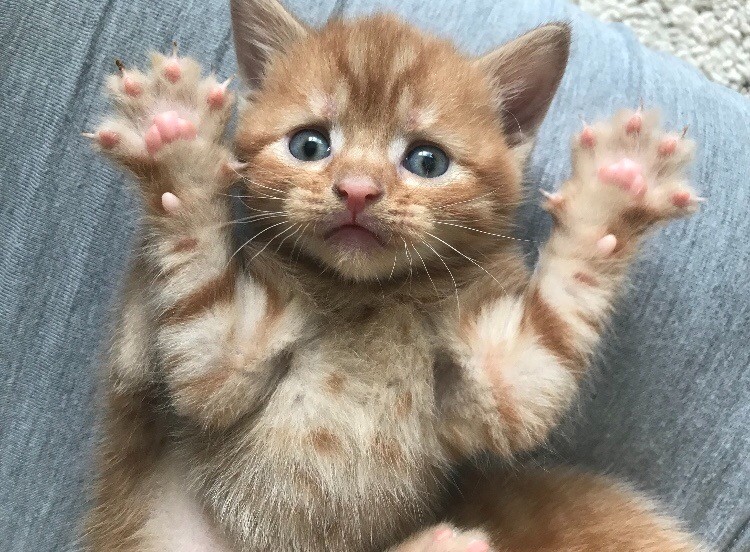 Female ginger kitten for sale in Carterton, Oxfordshire Gumtree