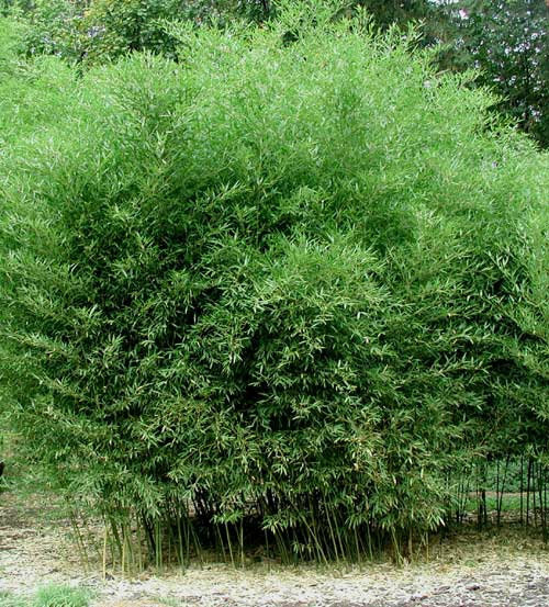 David Bisset Bamboo - 1 Gallon Size Live Plant, Hardy - (Phyllostachys Bissetii)