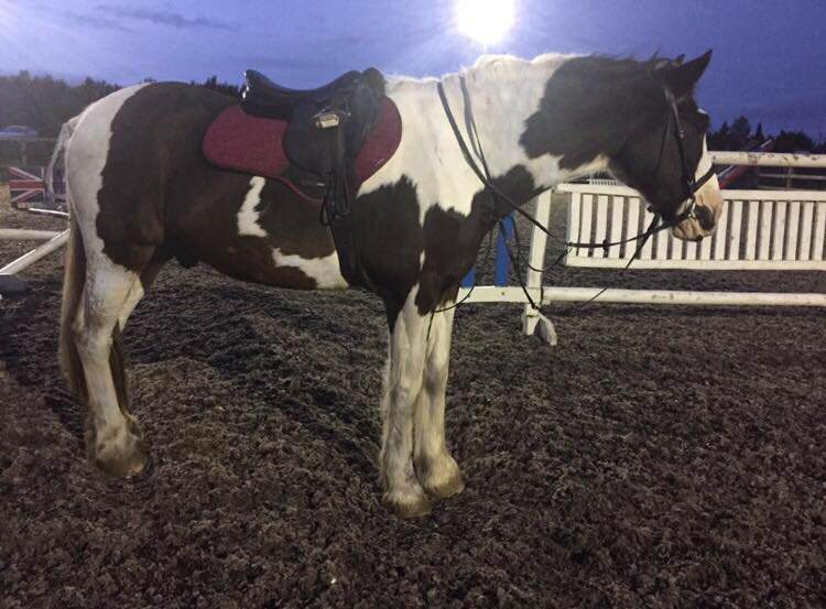 15.2 Exriding School Horse for Sale in Beith, North Ayrshire Gumtree