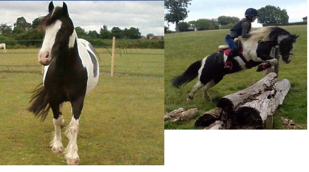 COB PIEBALD GELDING 11 YEARS OLD 13,2 in Manningtree, Essex Gumtree