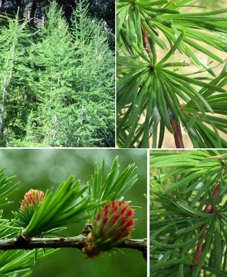 Lärche Samen winterharte Blumentopfpflanzen Kübelpflanzen für den Garten Balkon
