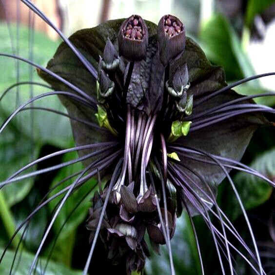 Black Bat Orchid Flower Seeds (Tacca chantrieri) RARE Tropical Garden Houseplant