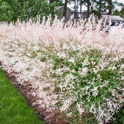 2 Dappled Willow Trees/Shrubs - 6-12'' Tall Seedlings - Live Plants - 2.5'' Pots