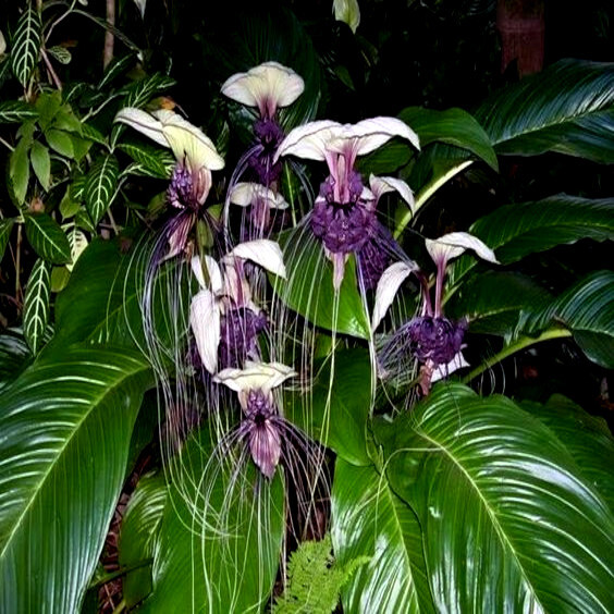 10 White Bat Orchid Flower Seeds (Tacca Integrifolia) Exotic Tropical Houseplant