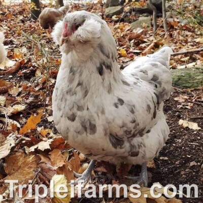 10+ PUREBRED BLUE & SPLASH AMERAUCANA Fertile Chicken Hatching Eggs