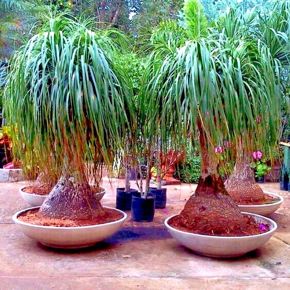 Ponytail Palm Tree Seeds Beaucarnea recurvata Elephant Foot Indoor House Plant