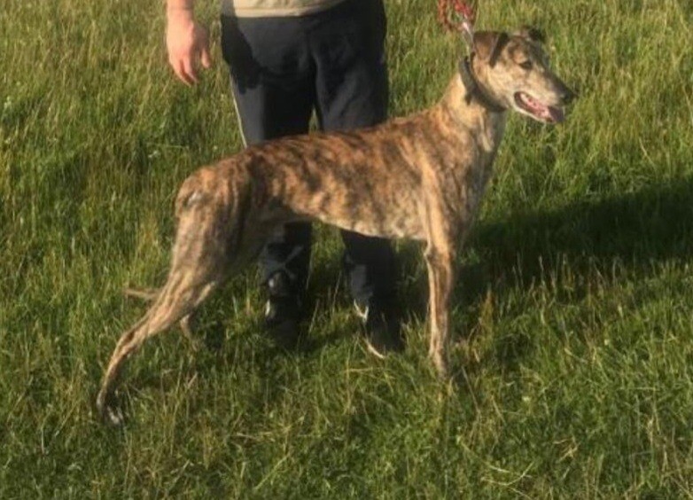 Lurcher pups in East End, Glasgow Gumtree