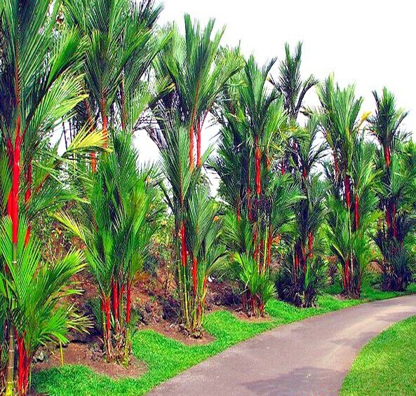10 RED SEALING WAX "LIPSTICK" PALM TREE SEEDS (Cyrtostachys renda) House Plant