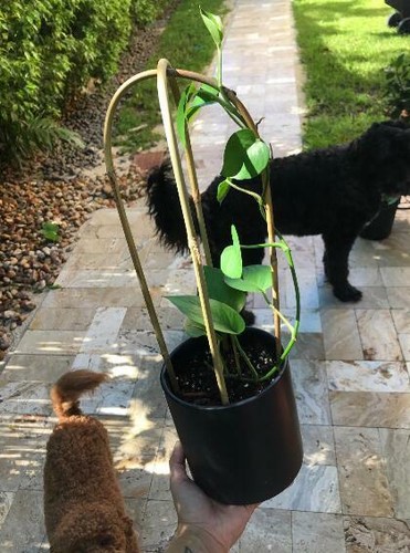 5P Handmade 24 in. Bamboo U Trellis Hoop Stakes for Garden | eBay