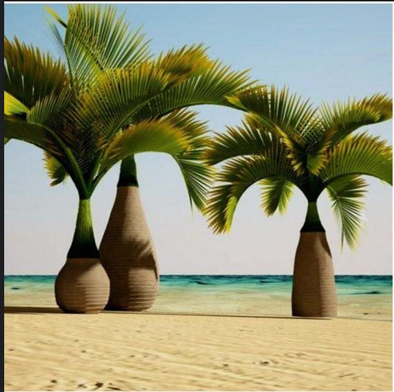 10 Hyophorbe lagenicaulis, bottle palm, palm tree seeds plus free gift