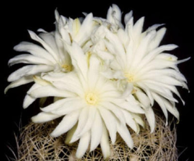 Discocactus eptacanthus cacti rare cactus seed 15 SEEDS
