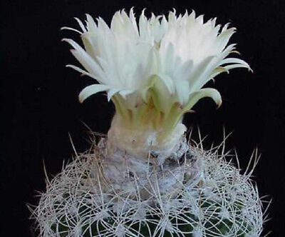 Discocactus eptacanthus cacti rare cactus seed 15 SEEDS
