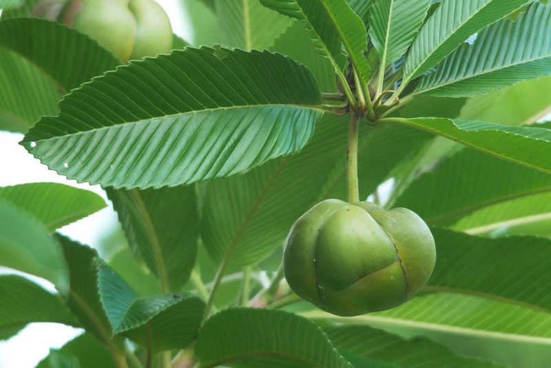 Samen Saatgut Exotische Pflanzen Samen Garten SäMereien Balkon  Elefantenapfel