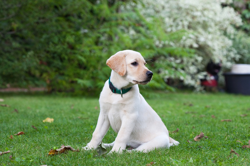 Dog Collars for Labs