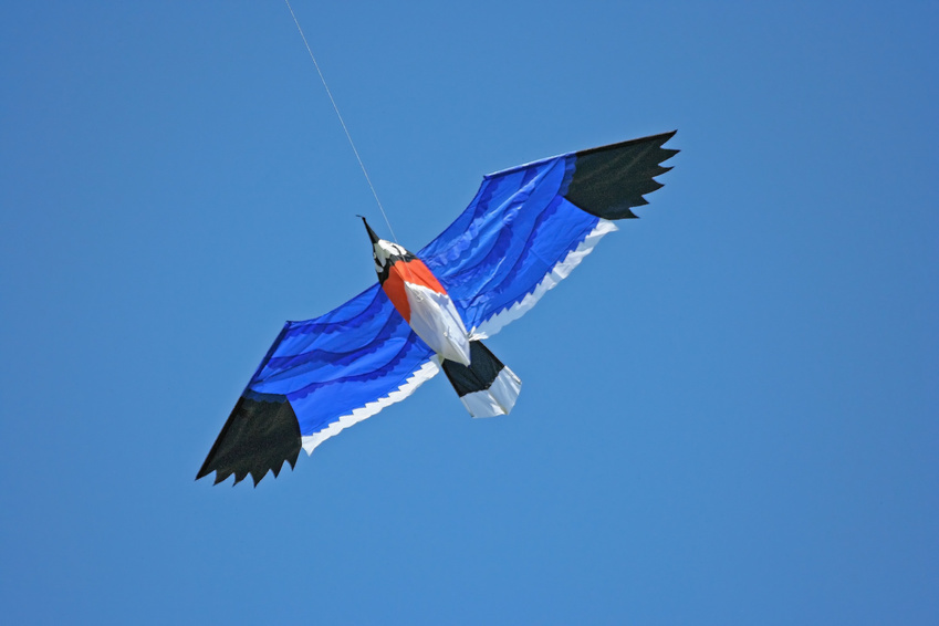 Bird Kite 3