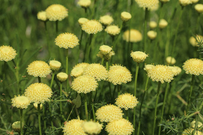 Garten Pflanzen Blumen Samen Zierpflanze Saatgut Staude GUMMIBÄRPFLANZE