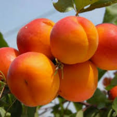 Aprikosen Baum - winterharte Pflanze 140-170cm im Topf - Früchte