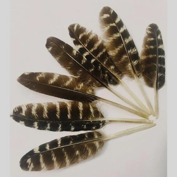 Turkey Wing Quill Feathers Mini Rock Barred 20 Pc - Regalia Hawk Dream Catcher