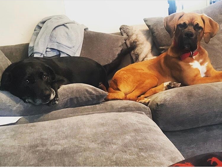 Saint Bernard cross for sale in NewcastleunderLyme, Staffordshire