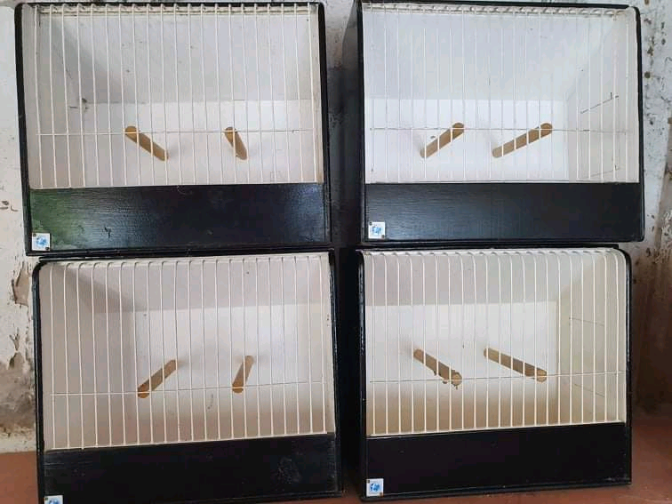 Show Cages for sale in UK 23 secondhand Show Cages