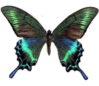 版画 SWALLOWTAIL BUTTERFLY Vintage Old World Swallowtail Butterfly Illustration. Art