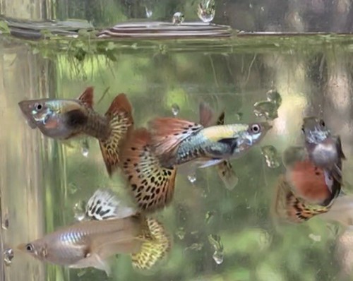 Trio Of Red Mosaic Dragon Elephant Ear Guppies - 2 Females And 1 Male