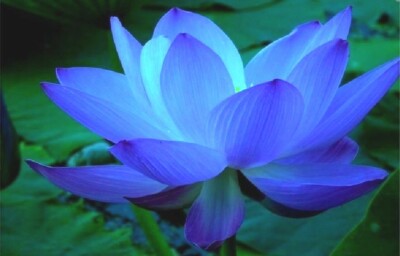 Blue Lotus For Sale In India 50 Off
