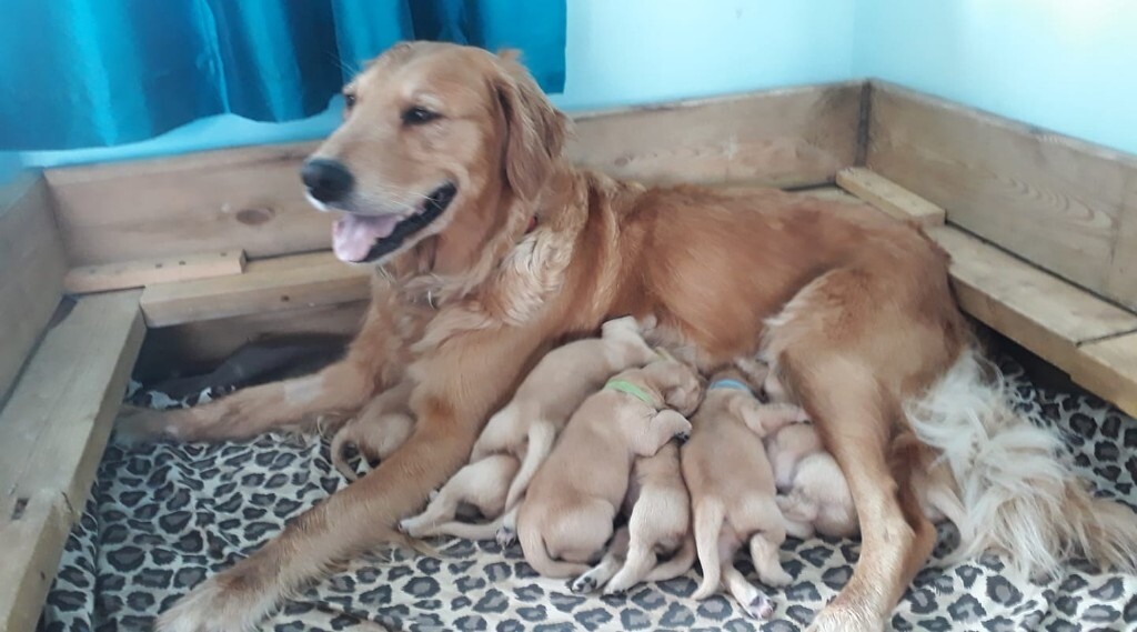 Golden Retriever Puppies in Glenrothes, Fife Gumtree