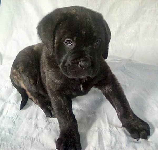 75+ Bullmastiff Cane Corso Picture Bleumoonproductions