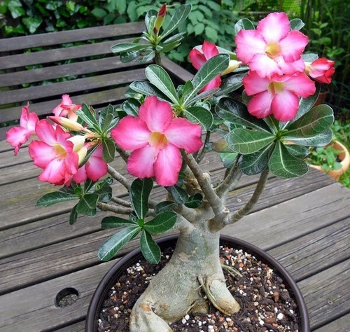 10 X Samen Wüstenrose, Adenium obesum, Zimmerpflanze Blumen Samen  