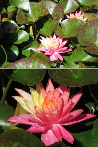 Seerose Mehrfarbig Zwergseerose FÃ¼R Den Gartenteich Teich Filterpflanzen Deko