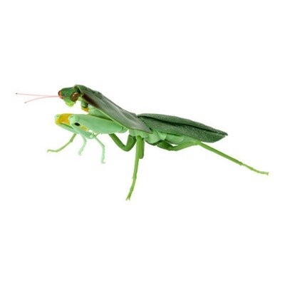 Bandai Gashapon Mantis 04 Action Figure 02 Choeradodis rhombicollis Dark 11.5cm