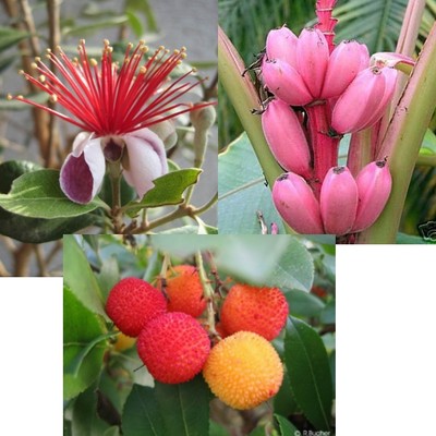 dreimal Obst für Wintergarten und Balkon: ERDBEER-BAUM, ANANAS und ROSA BANANE !
