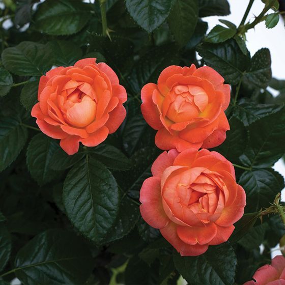 Orange Glow™ Knock Out® Rose - Live Plant - ( 1 QT )
