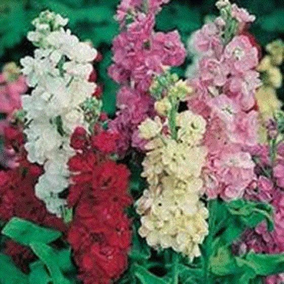 Ten week stock Large flowered mix 100 seeds Annuals & Biennials eBay