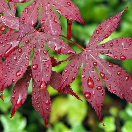 Bloodgood Japanese Maple Tree 2-3' Tall, Gallon Pot, Acer palmatum atropurpureum