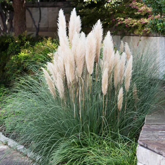 Dwarf Pampas Grass in 10 Litre Size Tubs For Sale. in West Moors