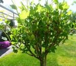 stopp-schauen-kaufen