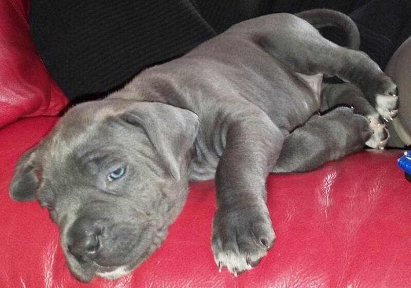 Quality Cane Corso Italian Mastiff Puppies in Castle Bromwich, West Midlands Gumtree