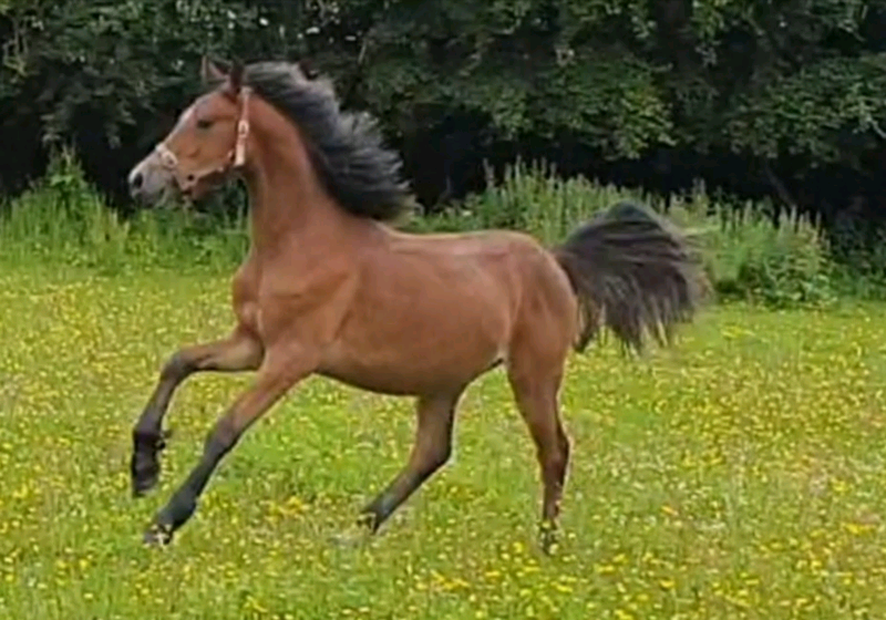 Welsh Section D Filly in Perth, Perth and Kinross Gumtree