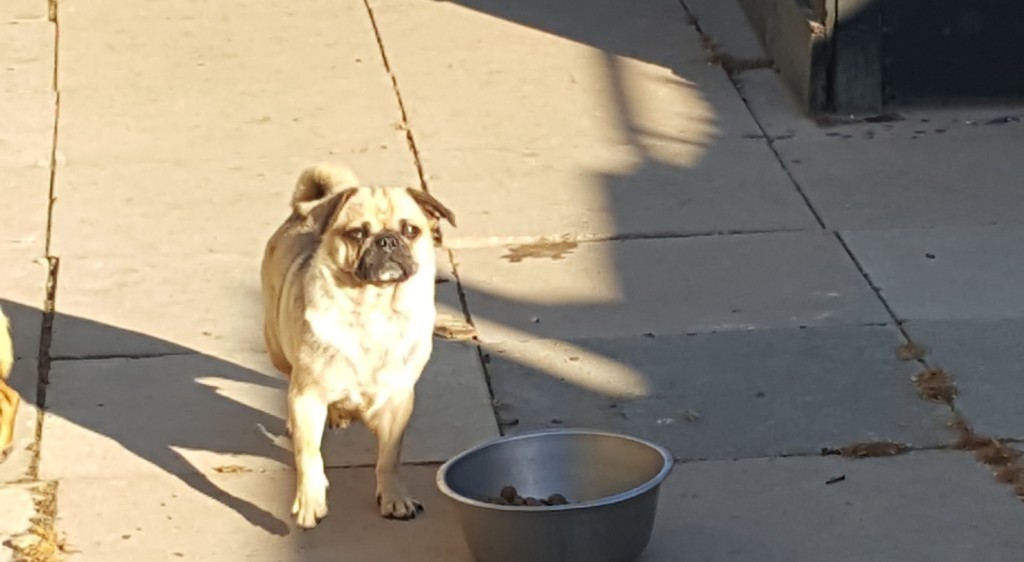 Rare merle Pug female for sale in Rushden, Northamptonshire Gumtree