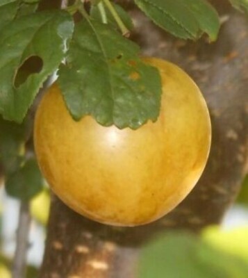 Marianna Plum Tree Hybrid Unusual Fruit Tree  edible LIVE PLANT
