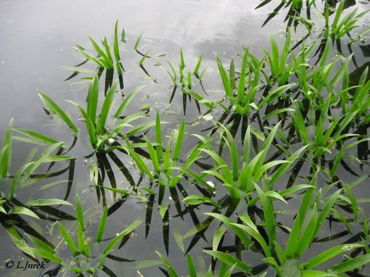 pond plantsPond Water Soldier (Stratiotes Aloides) a free floating