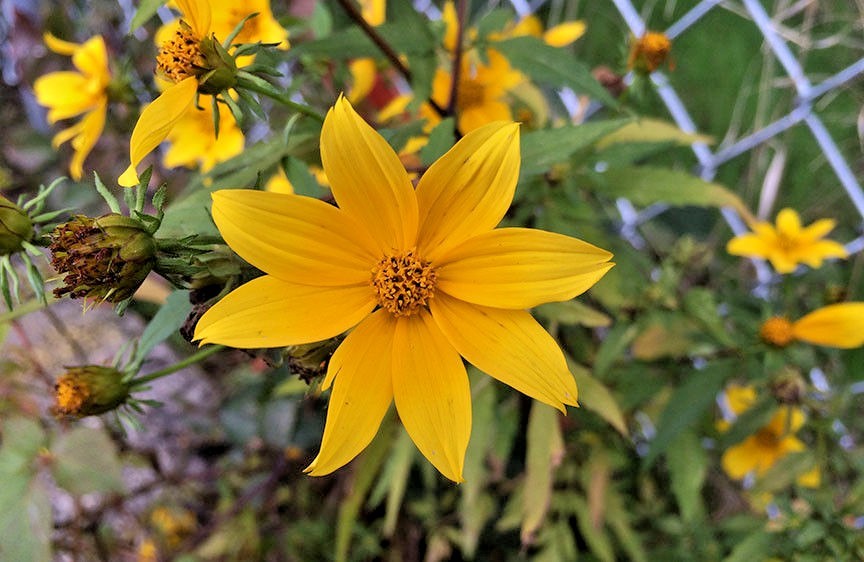 101+SWAMP MARIGOLD Seeds Tickseed Native Wildflower Shrub Bush Flowers Fast Easy