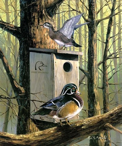 R.J.Mcdonld S/N Print Room with a View Woodduck  15 x 20