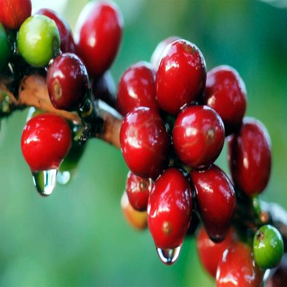 ☆ africancoffee☆ You put him on to premium African coffee… and he still