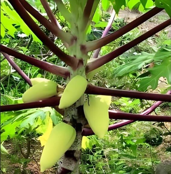 26 seeds/packet, mini potted Golden papaya